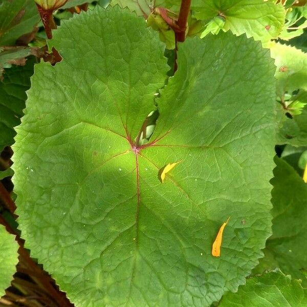 Ligularia dentata ഇല