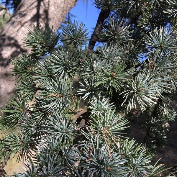 Cedrus atlantica Feuille