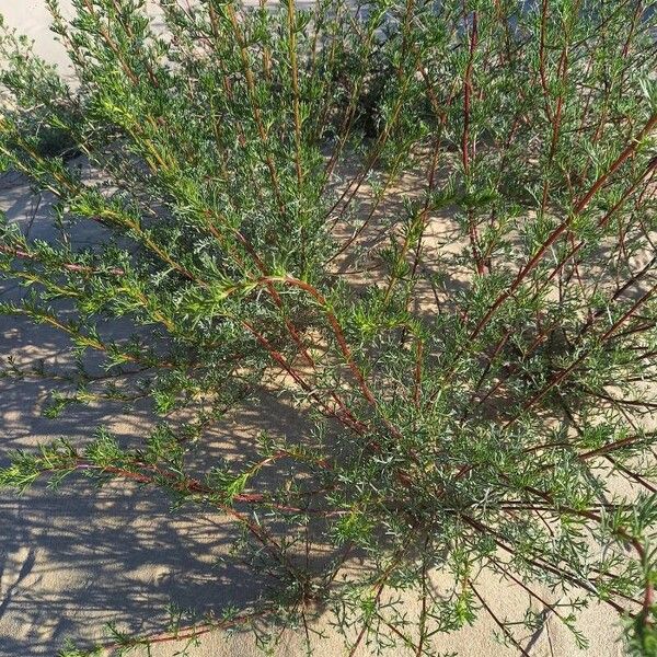 Artemisia campestris Pokrój