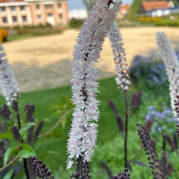 Actaea racemosa Çiçek