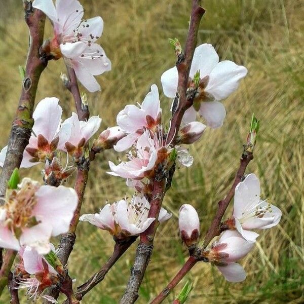 Prunus persica Çiçek