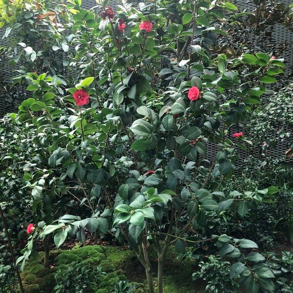 Camellia oleifera Habitus