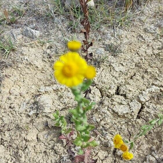 Pulicaria vulgaris Cvet