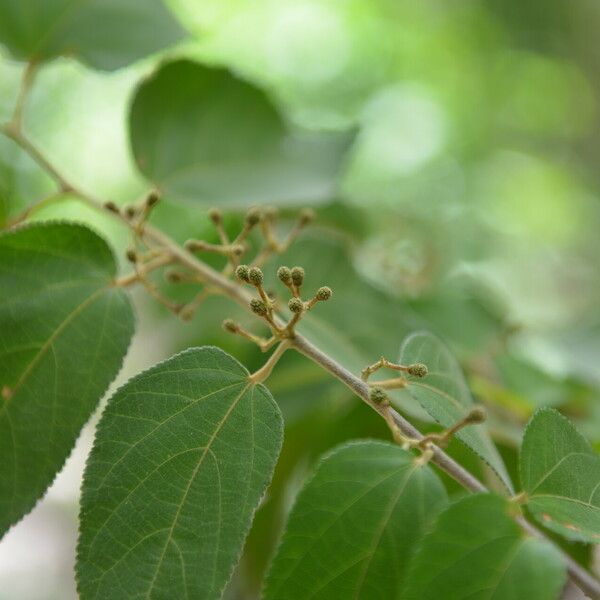 Guazuma ulmifolia পাতা