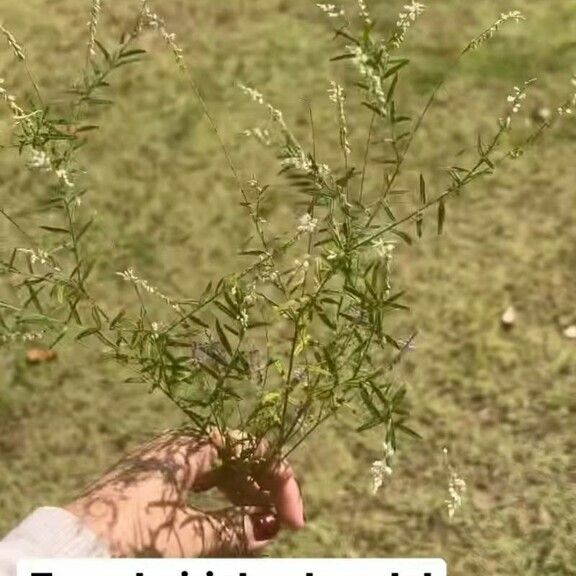 Polygala paniculata ഇല