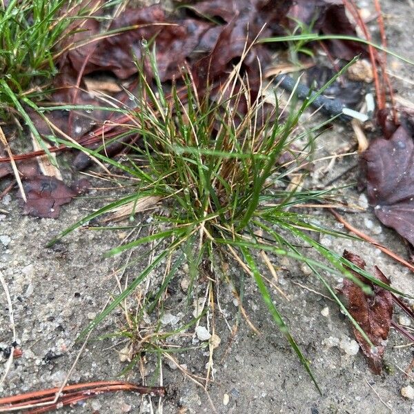 Juncus bufonius برگ