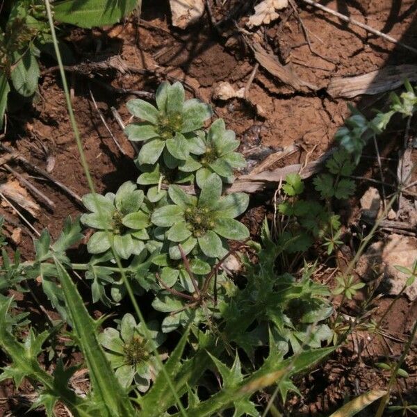 Filago pygmaea Folla