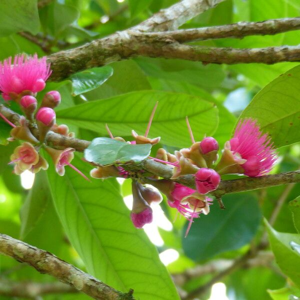 Syzygium malaccense Flor