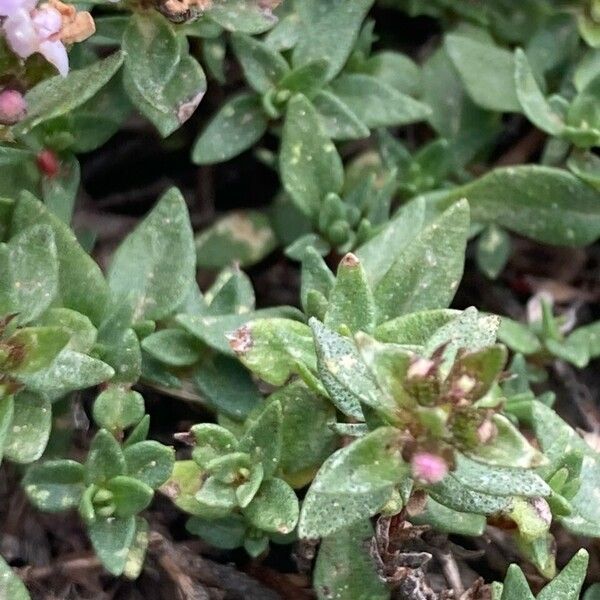 Thymus herba-barona Feuille