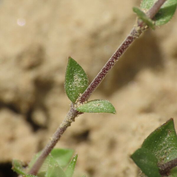 Arenaria serpyllifolia Blatt