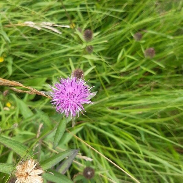 Cirsium heterophyllum फूल