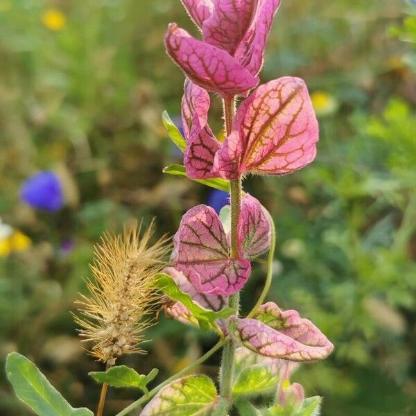 Salvia viridis Flor