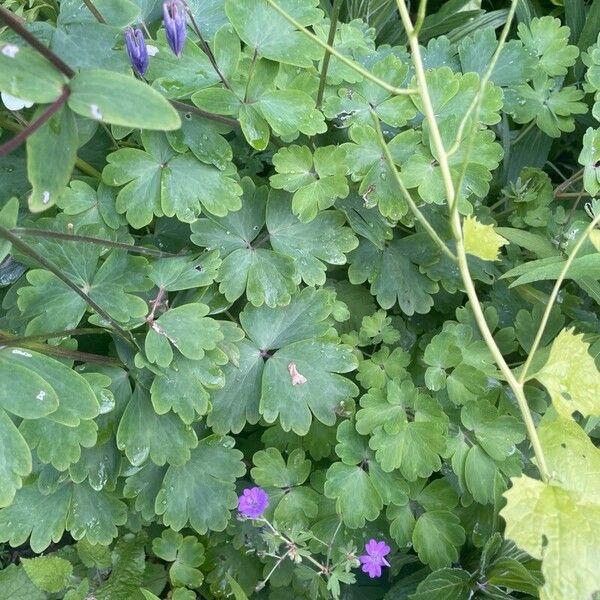 Aquilegia alpina Φύλλο