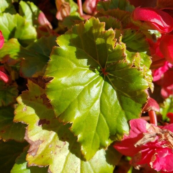 Begonia cucullata Yaprak