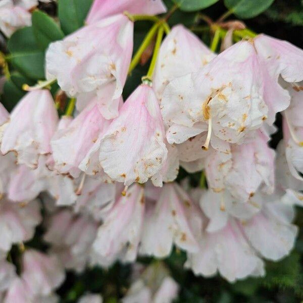 Rhododendron callimorphum Λουλούδι