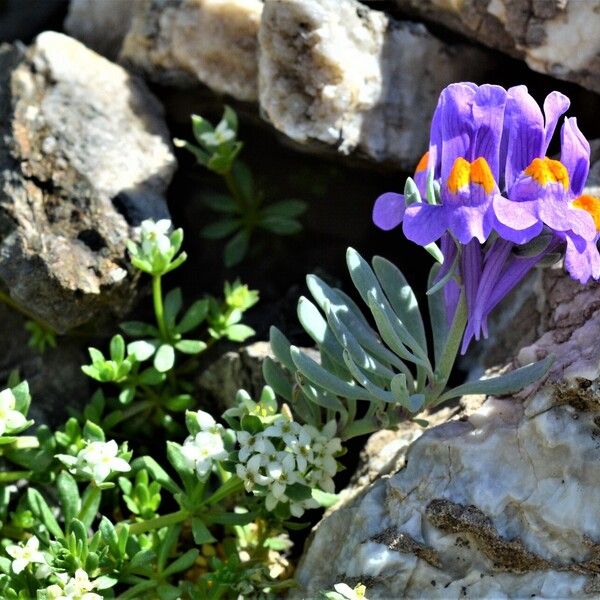 Linaria capraria Kukka