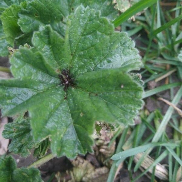 Malva neglecta Folha