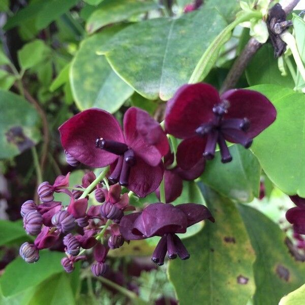 Akebia quinata Flower