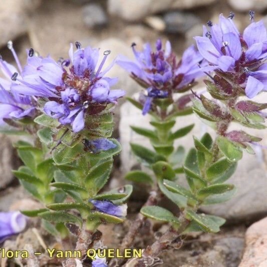 Veronica nummularia Habit