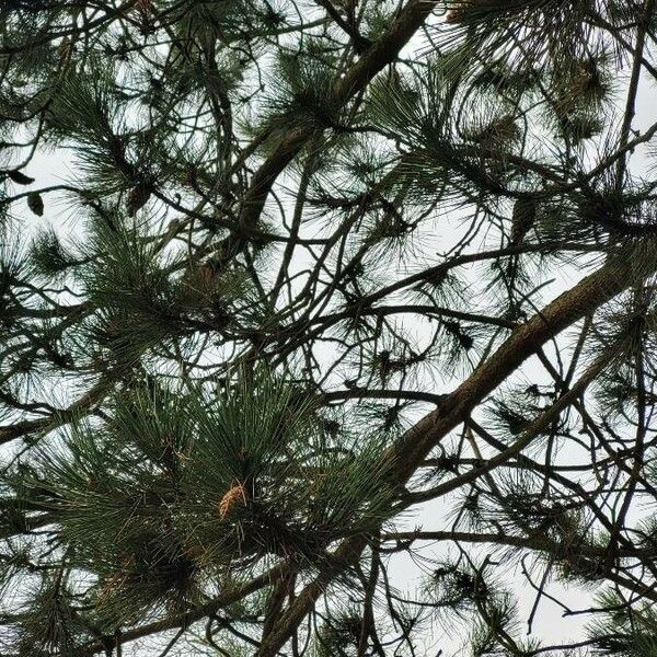 Pinus sylvestris Buveinė