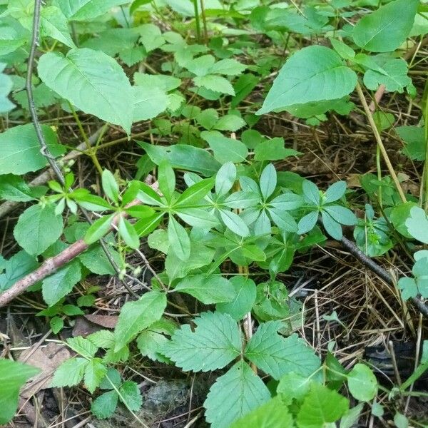 Galium triflorum Alkat (teljes növény)