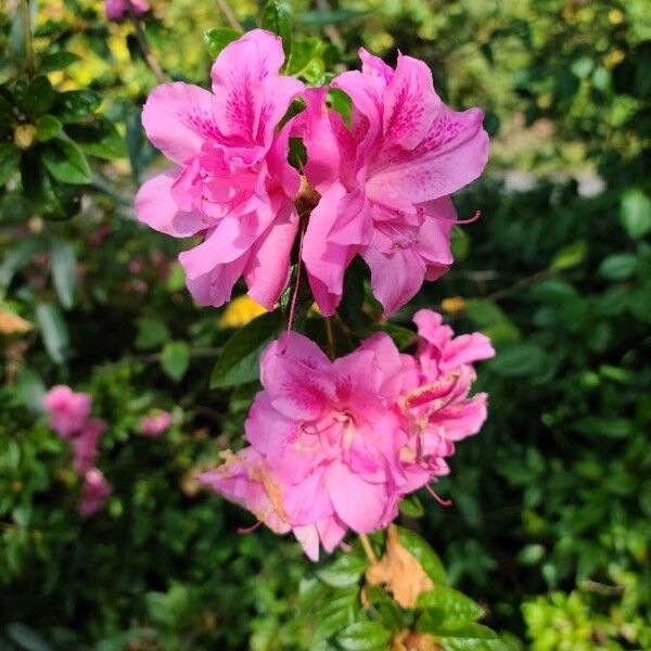 Rhododendron prinophyllum (Early azalea)
