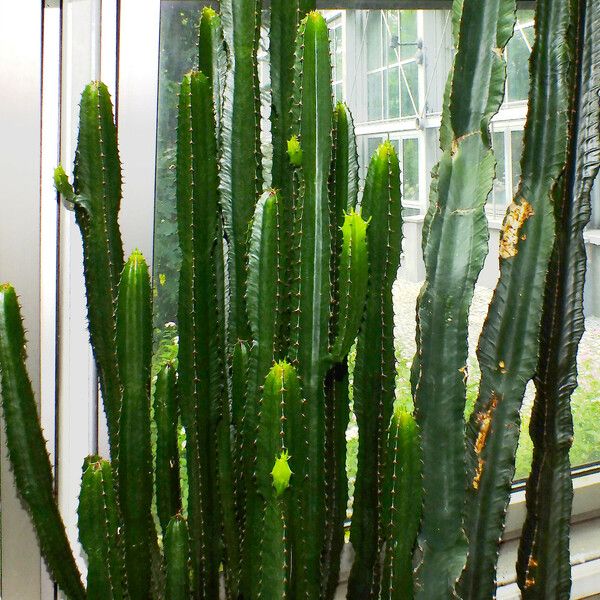 Euphorbia triangularis Habitatea