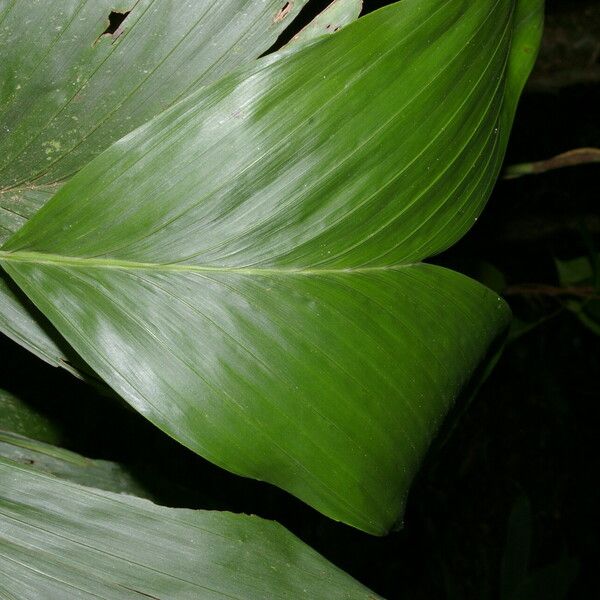 Chamaedorea dammeriana Blatt