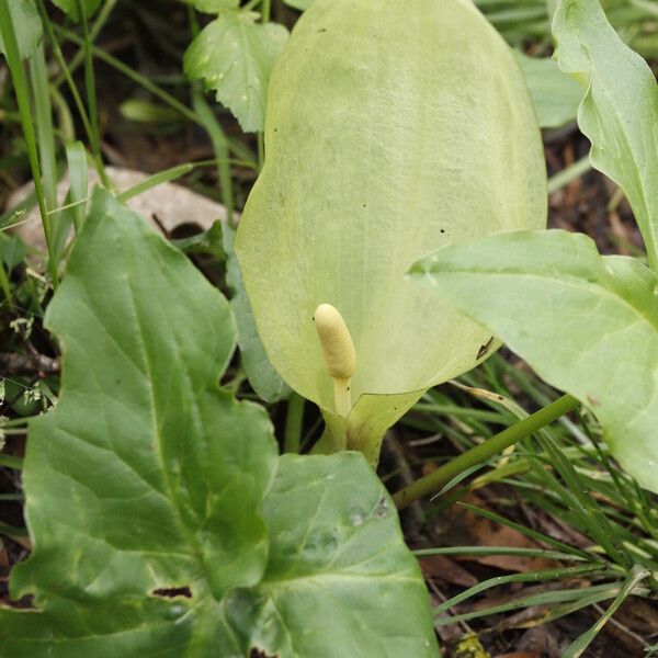 Arum italicum Flors