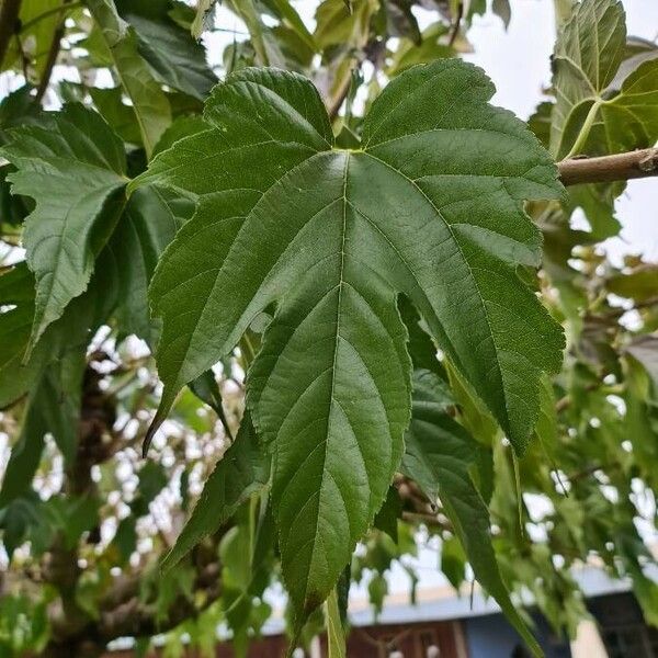 Morus indica Feuille