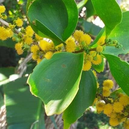 Acacia simplex Flor