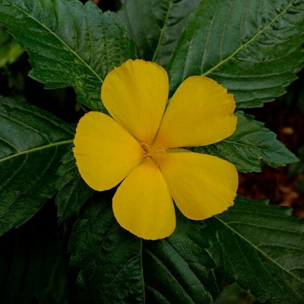 Turnera ulmifolia Lorea