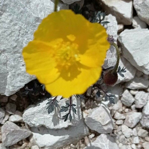 Papaver alpinum Blodyn