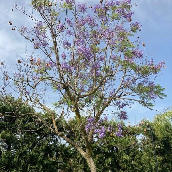 Jacaranda mimosifolia Buveinė