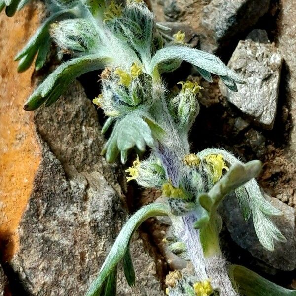 Artemisia genipi Žiedas