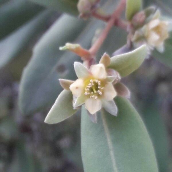 Cloezia artensis Цветок