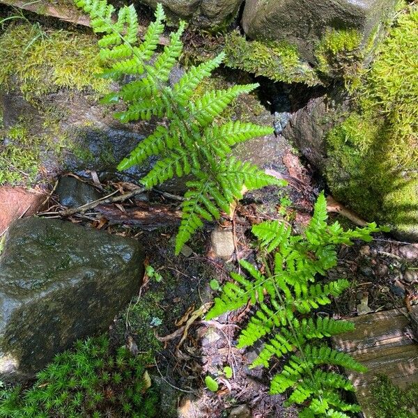 Dryopteris expansa Leaf