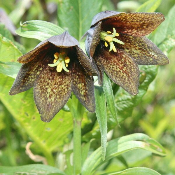 Fritillaria camschatcensis Květ