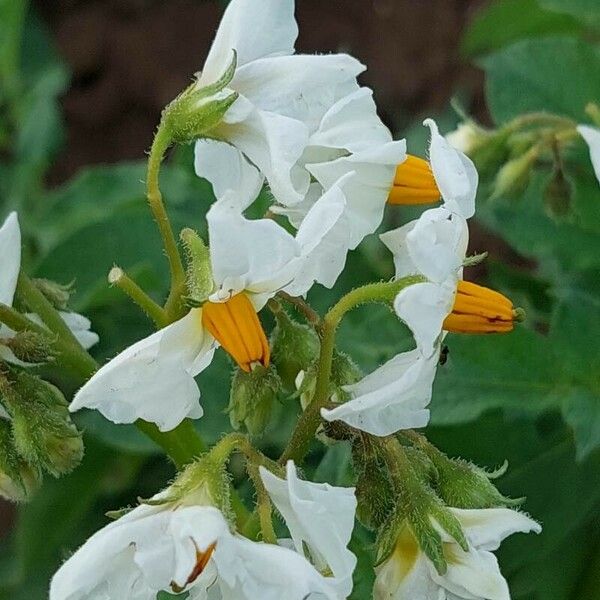Solanum tuberosum Цветок