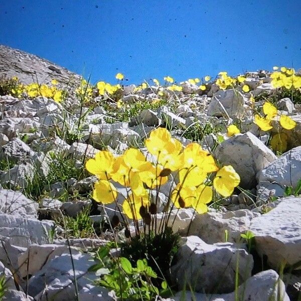 Papaver alpinum 花