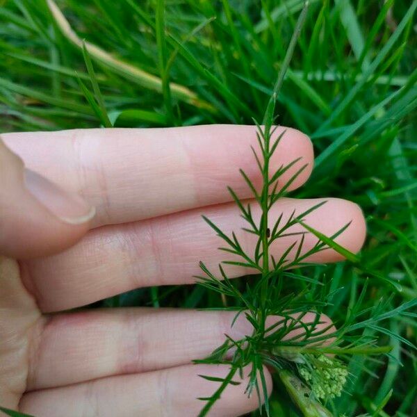 Conopodium majus Leaf