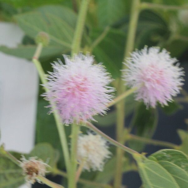 Mimosa albida Fruit