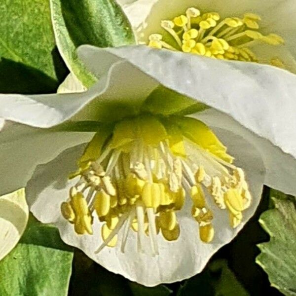 Helleborus niger Kvet