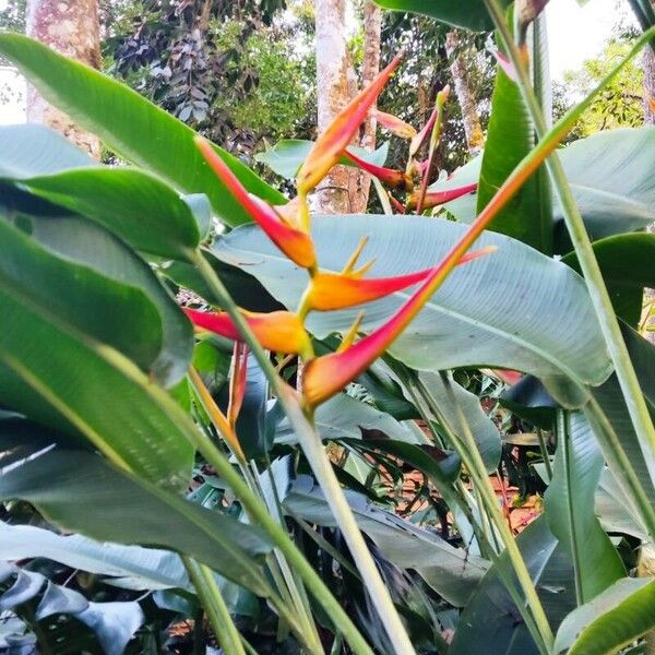 Heliconia latispatha 花