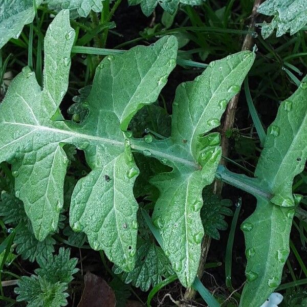 Sisymbrium officinale Folio