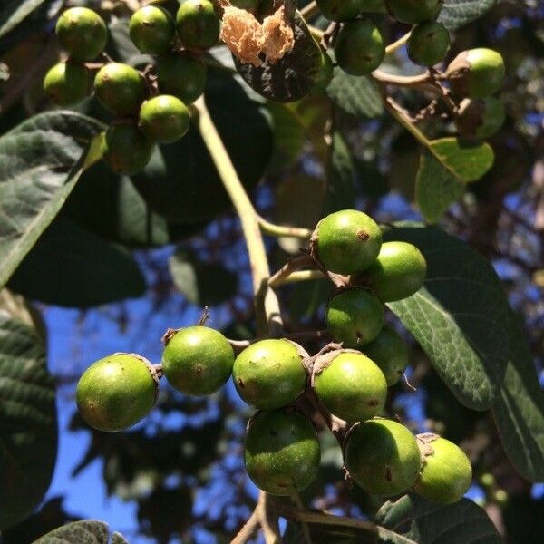 Cordia africana Fruit