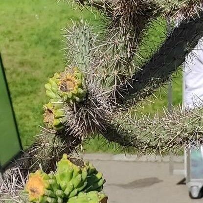 Cylindropuntia imbricata Kéreg