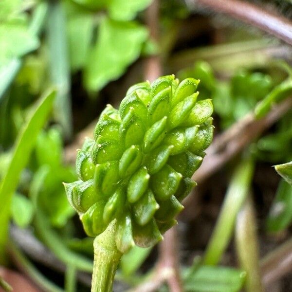 Ranunculus sardous Плід