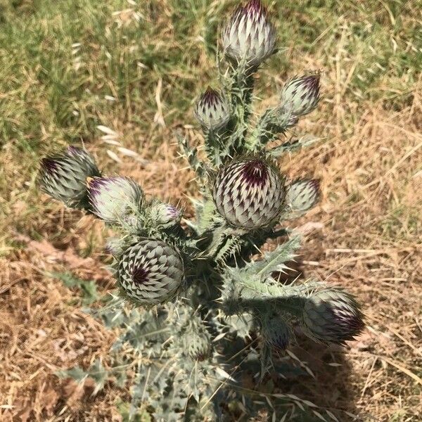 Onopordum nervosum Flor