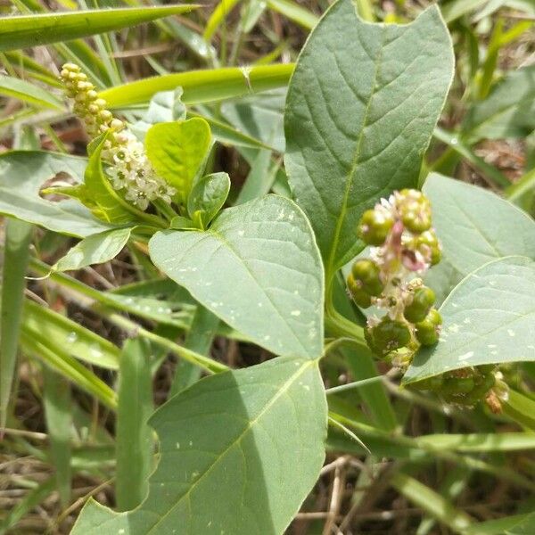 Phytolacca octandra Leaf